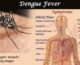 why dengue spikes during the monsoon; Symptoms and Treatment