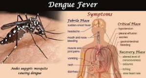 why dengue spikes during the monsoon; Symptoms and Treatment