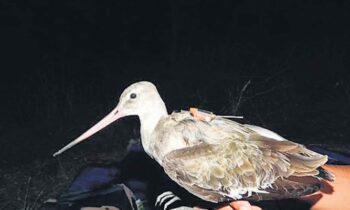 A BNHS-tagged bird returns to city’s warmer climes after five months in Siberia