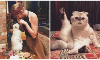 One of the richest pets in the world is Taylor Swift’s $97 million cat