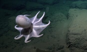 New species might have recently been found in uncommon “octopus nursery” off Costa Rica