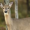 Study: Multiple times, COVID spread from deer to humans.