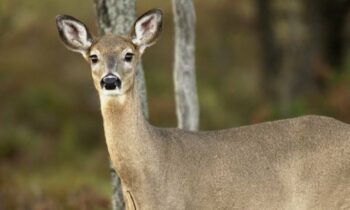 Study: Multiple times, COVID spread from deer to humans.