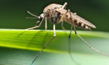After West Nile virus-positive mosquitoes were found in several Lake County towns, the health department issued a warning.