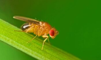 Scientists discover the genetic switch that causes fruit flies to have “virgin births”