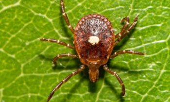 Alpha-lady disorder: Meat sensitivity connected to tick nibbles rising, CDC says
