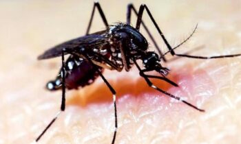 Kern County has seen its first human case of the mosquito-borne disease St. Louis encephalitis virus.