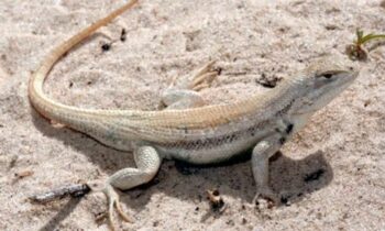 The endangered species of rare lizard discovered in a major US oil patch is proposed.