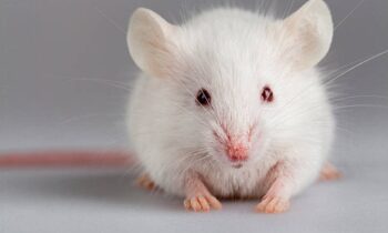 An illegal laboratory with hundreds of lab mice and 20 infectious agents is busted by authorities