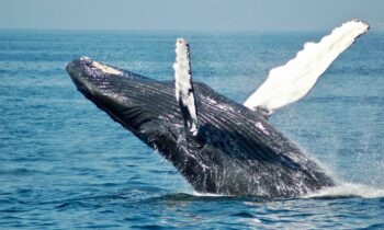 ‘Whale expressive dance’: Video shows 3 humpbacks hop as one