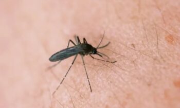 Massachusetts experiences its first two fatal West Nile virus cases