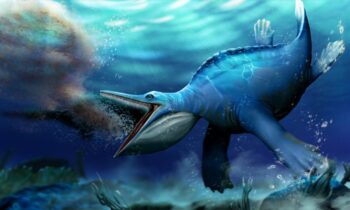 Whale like channel taking care of found in ancient marine reptile