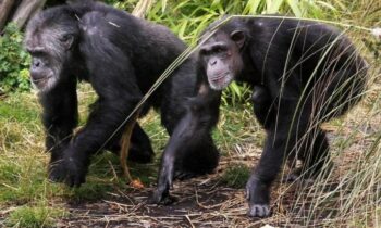 Study recommends human shoulders and elbows originally advanced as brakes for climbing gorillas