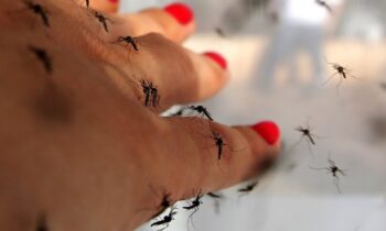 Researchers are studying ways to control mosquitoes by feeding them on their blood.