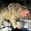 According to federal wildlife officials, Colorado ranchers can kill wolves that are attacking livestock