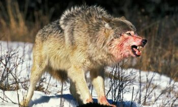 According to federal wildlife officials, Colorado ranchers can kill wolves that are attacking livestock