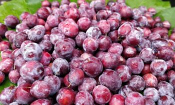 Falsa Fruit’s 5 Skin Benefits: The Beneficial Effects of Indian Sherbet Berry